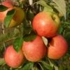 James Grieve Apple Tree | Dwarf Rootstock -Plant Specialty Store FRU0198 1