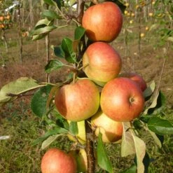 James Grieve Apple Tree | Dwarf Rootstock -Plant Specialty Store FRU0198 2