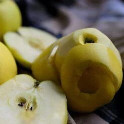 Herefordshire Russet Apple Tree -Plant Specialty Store FRU0200 2