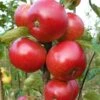 Worcester Pearmain Apple Tree -Plant Specialty Store FRU0202 1