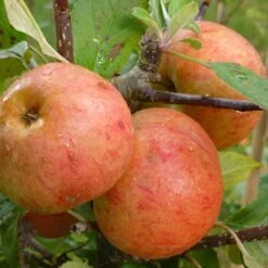 Sunset Apple Tree -Plant Specialty Store FRU0204 2