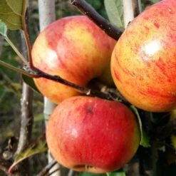 Sunset Apple Tree -Plant Specialty Store FRU0204 3