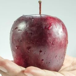 Spartan Apple Tree -Plant Specialty Store FRU0207 1