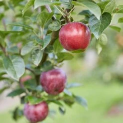Spartan Apple Tree -Plant Specialty Store FRU0207 2