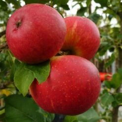 Endless Apples Collection | Scrumptious, Braeburn Hillwell, James Grieve & Red Windsor -Plant Specialty Store FRU0209 1 a5689da6 17fb 4563 9df5 0946950bfc4d