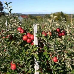 Scrumptious® Apple Tree 15 Scrumptious® Apple Tree -Plant Specialty Store FRU0209 2