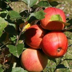 Scrumptious® Apple Tree 14 Scrumptious® Apple Tree -Plant Specialty Store FRU0209 3