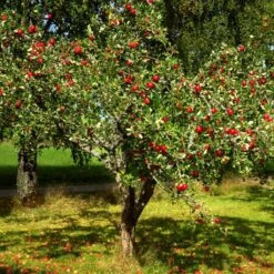 Red Windsor® Apple Tree -Plant Specialty Store FRU0210 4