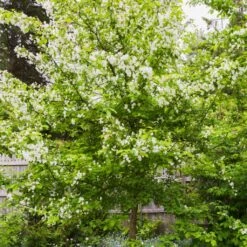 Red Windsor® Apple Tree -Plant Specialty Store FRU0210 5