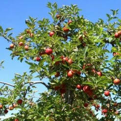 Red Windsor® Apple Tree -Plant Specialty Store FRU0210 6