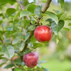 Red Windsor® Apple Tree -Plant Specialty Store FRU0210 7