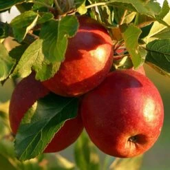Endless Apples Collection | Scrumptious, Braeburn Hillwell, James Grieve & Red Windsor -Plant Specialty Store FRU0211 1 ae69a14f 1ac4 4185 94af 68f2d89857c1