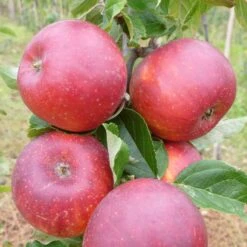Red Windsor® Apple Tree -Plant Specialty Store FRU0211 2