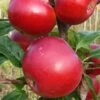 Red Devil Apple Tree -Plant Specialty Store FRU0213 1