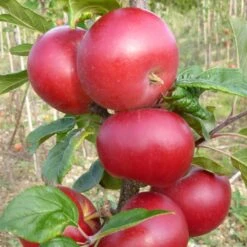 Red Devil Apple Tree 8 Red Devil Apple Tree -Plant Specialty Store FRU0213 2