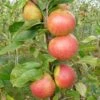 Laxton's Superb Apple Tree -Plant Specialty Store FRU0215 1