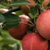 Katy Apple Tree -Plant Specialty Store FRU0217 2
