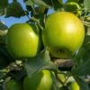 Granny Smith Apple Tree -Plant Specialty Store FRU0227 1