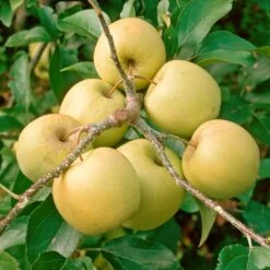 Golden Delicious Apple Tree -Plant Specialty Store FRU0228 2
