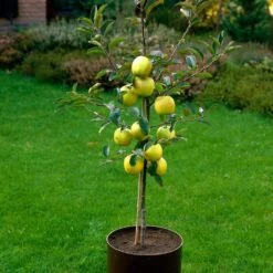 Golden Delicious Apple Tree -Plant Specialty Store FRU0228 3