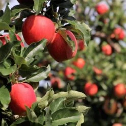 Cross-Pollinating Apple Collection | Bramley, Gala & Discovery -Plant Specialty Store FRU0231 2 ea81a02d 2b01 4eb9 bed7 0ad6a5be1a1e
