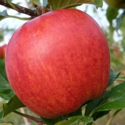 Cross-Pollinating Apple Collection | Bramley, Gala & Discovery -Plant Specialty Store FRU0231 3 1974466d 8093 4011 b01d 60c162cc7ccd