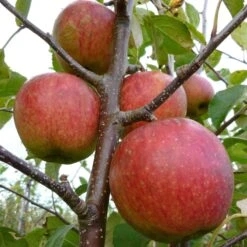 Falstaff Apple Tree -Plant Specialty Store FRU0235 1