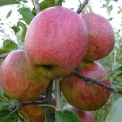 Falstaff Apple Tree -Plant Specialty Store FRU0235 2