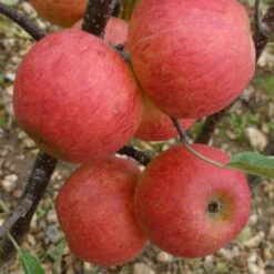 Elstar Apple Tree -Plant Specialty Store FRU0239 3