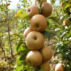 Best Apple Trees For Any Purpose | Growers' Choice -Plant Specialty Store FRU0241 1 c43ea40e e824 4bf5 b169 8efa7582996d