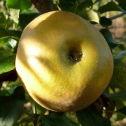 Egremont Russet Apple Tree Dwarfing Rootstock -Plant Specialty Store FRU0241 2
