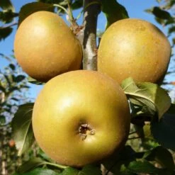 Egremont Russet Apple Tree Dwarfing Rootstock -Plant Specialty Store FRU0241 3
