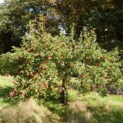 The 3 Best Fruit Trees For Small Gardens | Apple, Cherry & Fig -Plant Specialty Store FRU0242 3 21dd8b56 bfea 48f7 b97e 2b8032bce0e0