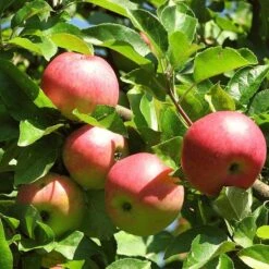 3 Super Easy To Grow Fruit Trees | Apple, Fig & Plum -Plant Specialty Store FRU0242 4 01c16f68 dc73 45ca a14e d99d9c1fc13c