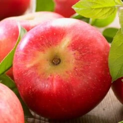 'Discovery' Semi-Dwarf Apple Tree -Plant Specialty Store FRU0242 6