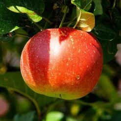 Cross-Pollinating Apple Collection | Bramley, Gala & Discovery -Plant Specialty Store FRU0243 2 538669d9 655b 4465 bbf2 b20b42c56acb