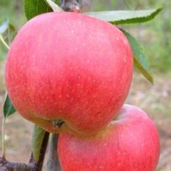 Endless Apples Collection | Scrumptious, Braeburn Hillwell, James Grieve & Red Windsor -Plant Specialty Store FRU0249 2 e79afb67 2342 44c2 b0ae 7b2886fa4f48