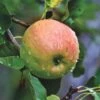 Blenheim Orange Apple Tree -Plant Specialty Store FRU0251 1 5bb2b669 d02c 4af9 b810 5366af20ec41