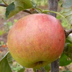 Blenheim Orange Apple Tree 8 Blenheim Orange Apple Tree -Plant Specialty Store FRU0251 2 81b3a863 6dae 43dd 8704 0134ff45b6ac