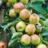 Cox's Orange Pippin Apple Tree -Plant Specialty Store FRU0252 1
