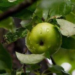 Cross-Pollinating Apple Collection | Bramley, Gala & Discovery -Plant Specialty Store FRU0258 2 415ded96 6bc5 48a8 aecf 81de45f4f65c