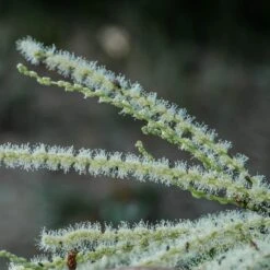 Chestnut Tree | Castanea Sativa -Plant Specialty Store FRU0273 2