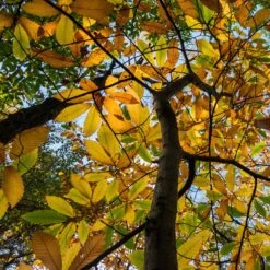 Chestnut Tree | Castanea Sativa -Plant Specialty Store FRU0273 3