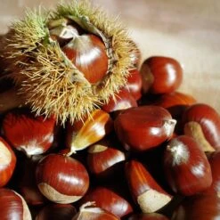 Chestnut Tree | Castanea Sativa -Plant Specialty Store FRU0273 5