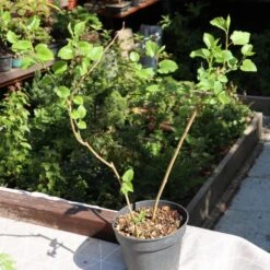 'King James' Mulberry Tree | Morus Nigra -Plant Specialty Store FRU0380 3