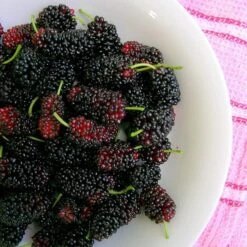 'King James' Mulberry Tree | Morus Nigra -Plant Specialty Store FRU0380 4