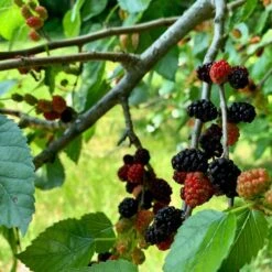 'King James' Mulberry Tree | Morus Nigra -Plant Specialty Store FRU0380 5