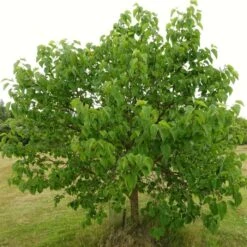 'King James' Mulberry Tree | Morus Nigra -Plant Specialty Store FRU0380 8