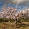 'Sultane' Almond Tree | Prunus Dulcis
