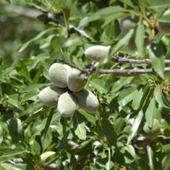 'Sultane' Almond Tree | Prunus Dulcis -Plant Specialty Store FRU0384 3